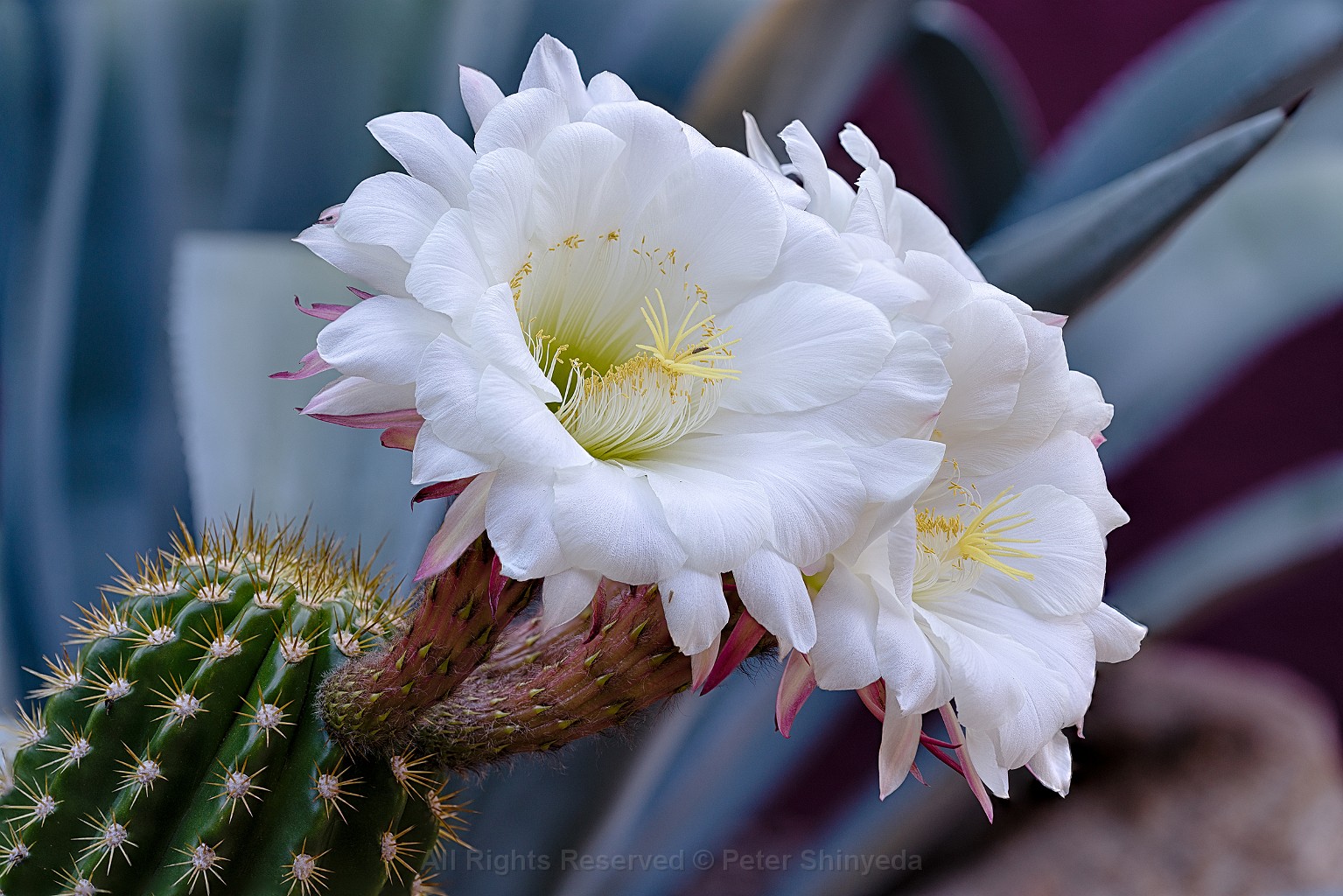 Night Bloom-Argentine Giant Cactus, April 25, 2020